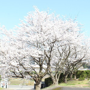 桜がきれいです