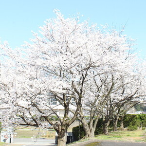 桜がきれいです