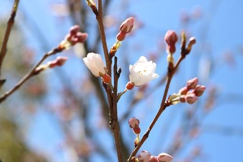 千年桜のつぼみが開きました ｜CAMPUS BLOG｜仁愛大学