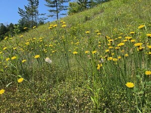 IMG_0500.jpeg