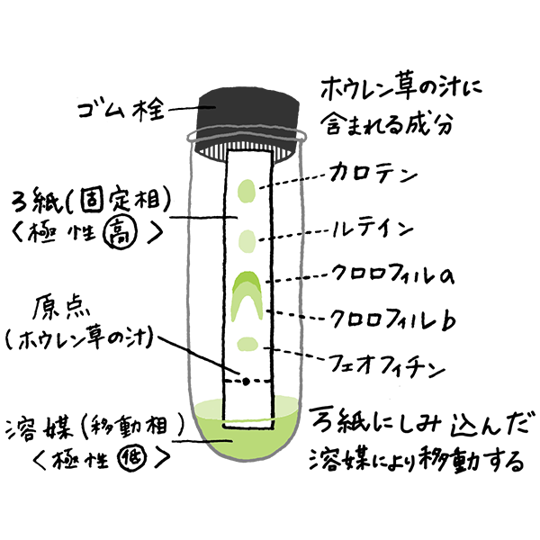 基礎栄養学実験 イメージイラスト