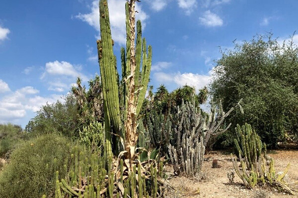 フラトン校のキャンパス写真